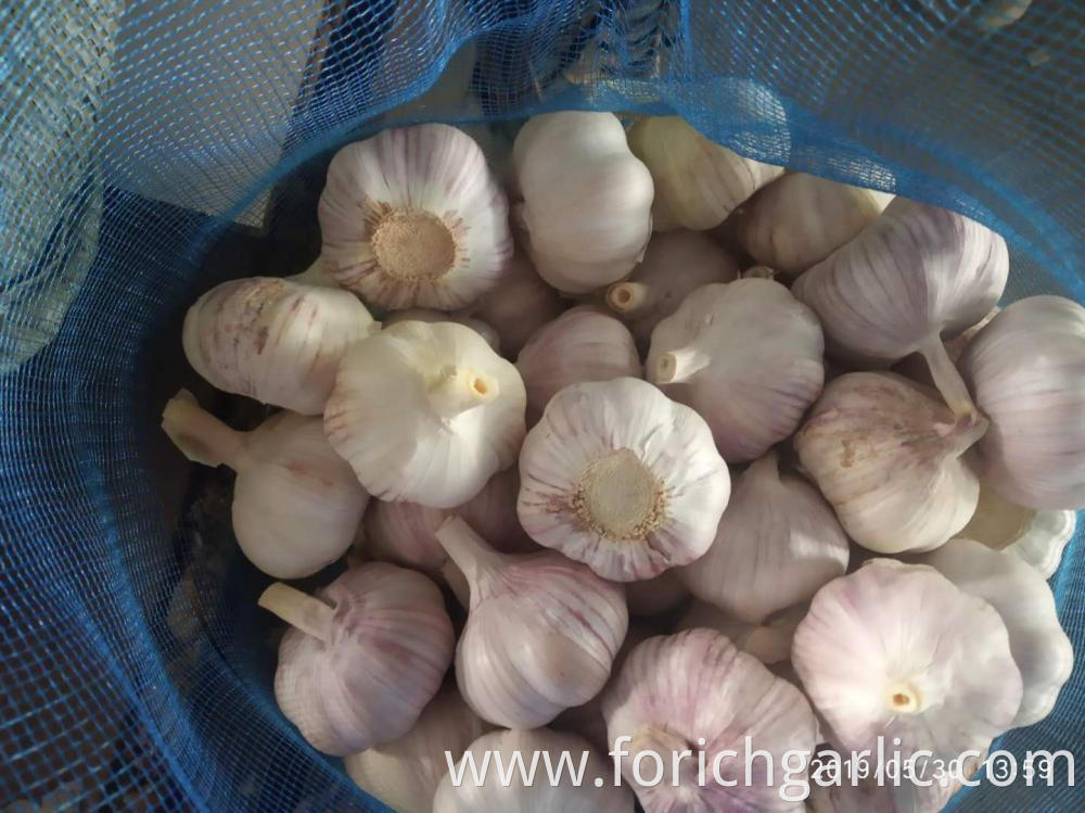 Normal White Garlic